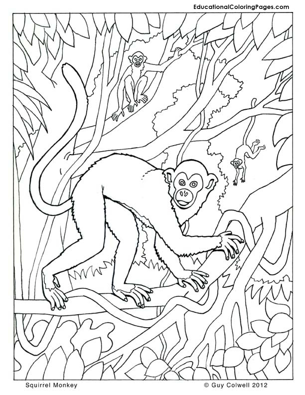 612x792 Monkey Coloring Pages