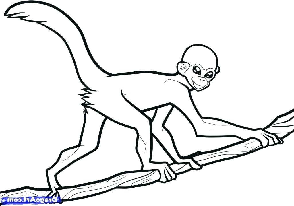 1024x718 Spider Monkey Coloring Page