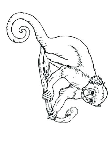 358x471 Spider Monkey Coloring Pages