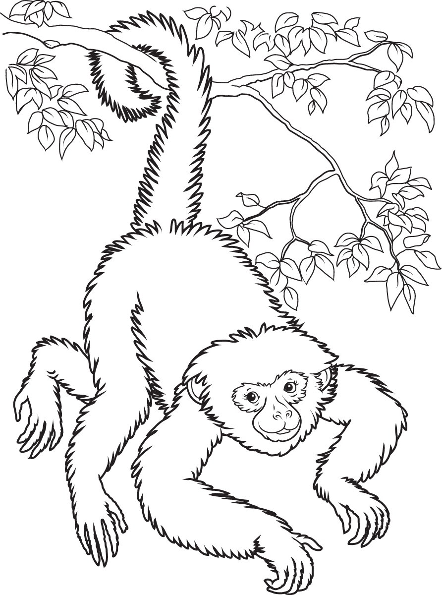 892x1200 Spider Monkey Colouring Pages