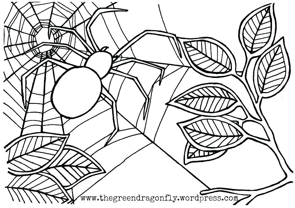 1000x707 Spider Coloring Picture Spider Color Page Spider Web Coloring Miss