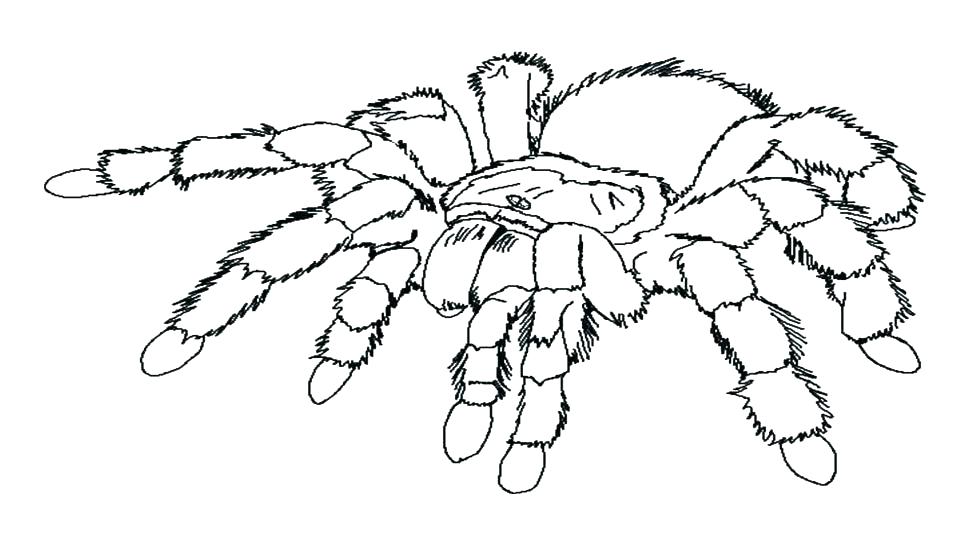 970x546 Spider Coloring Page