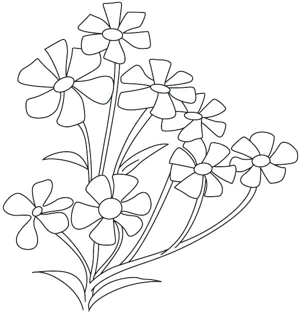 600x625 Spinach Coloring Star Coloring Pages Printable Spinach Page