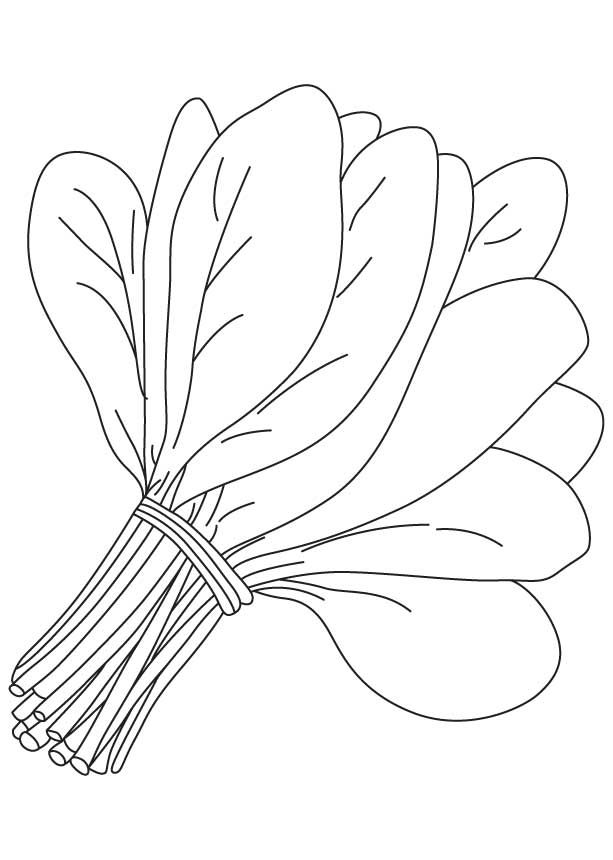 613x860 Bunch Spinach Leaves Coloring Page Download Free Bunch