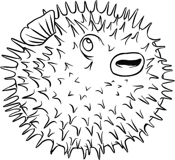 600x547 Spine Porcupine Blowfish Coloring Pages Best Place To Color
