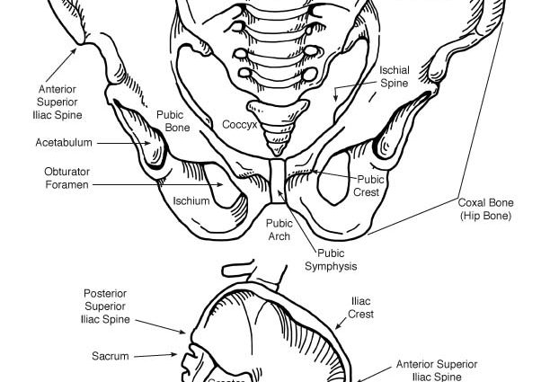 612x425 Anatomy Coloring Pages Pdf Anatomy Coloring Pages Pdf Bgcentrum