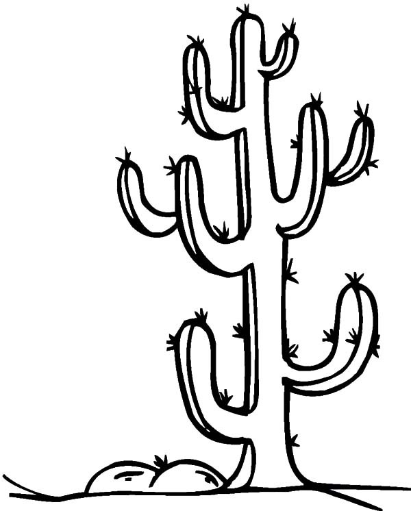 600x746 Cactus Spine Coloring Pages Best Place To Color