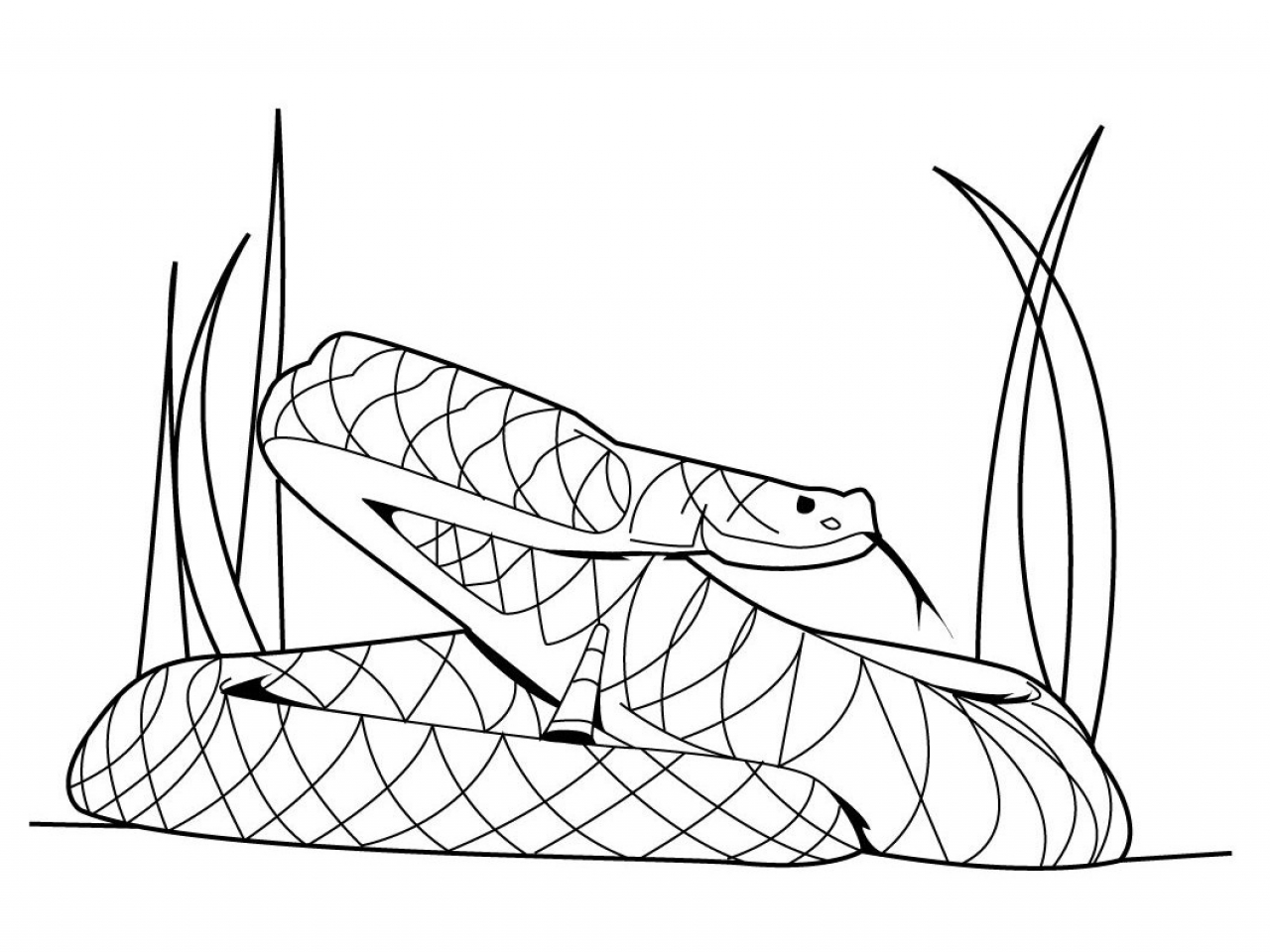 1280x960 Cobra Coloring Pages Snake Snakes Cobras Page