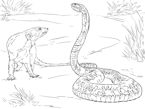 480x360 Spitting Cobra Coloring Pages