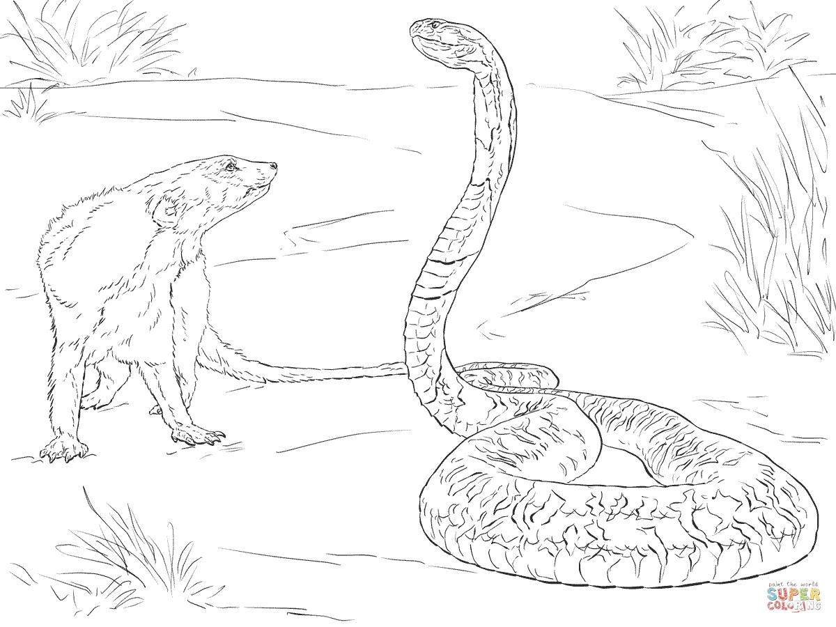 1200x900 Spitting Cobra Coloring Pages Free Coloring For Kids