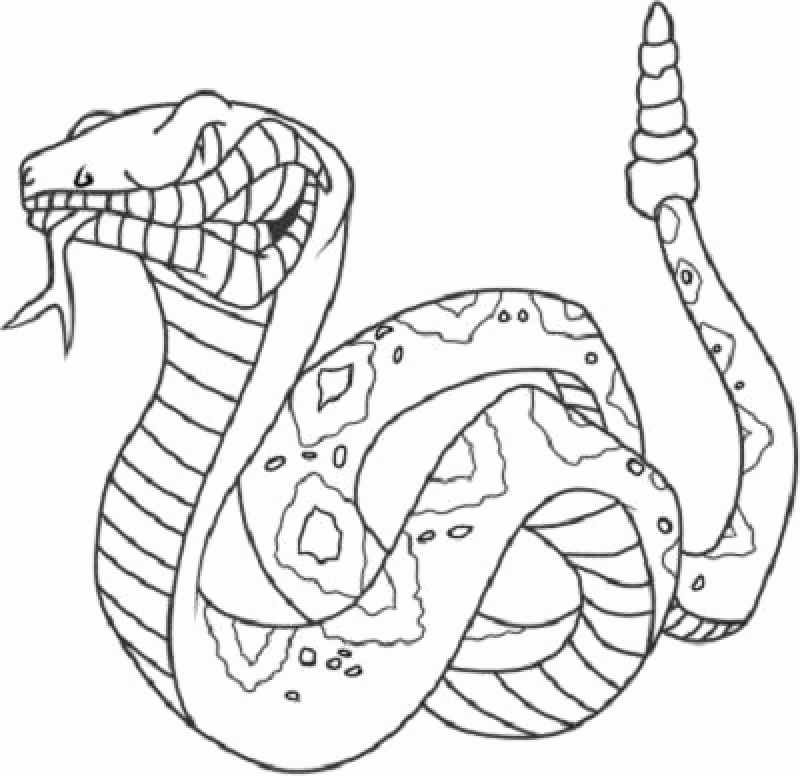 800x776 Cobra Coloring Page Images King Cobra Coloring Pages
