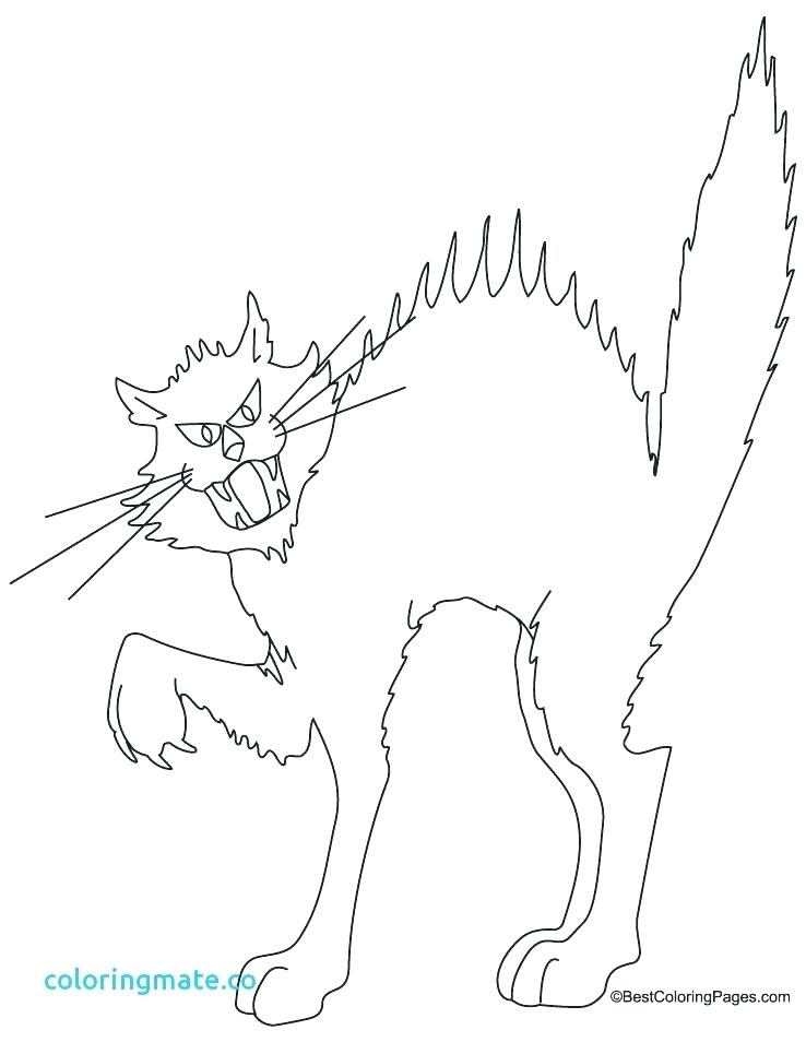 738x954 Coloring Warrior Cat Coloring Pages