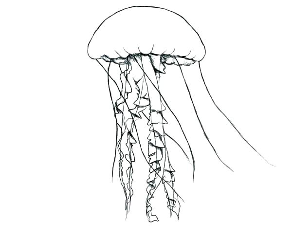 600x497 Jellyfish Coloring Pages Jellyfish Coloring Pages Coloring Pages