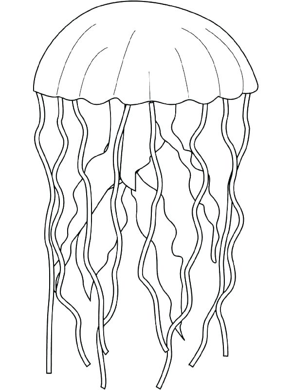 600x800 Jelly Fish Coloring Page Coloring Pages Of Jellyfish Jelly Fish