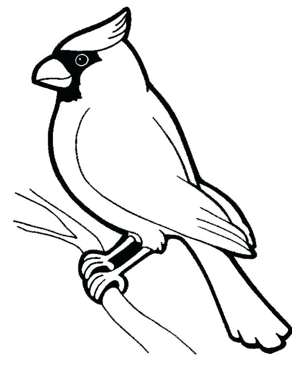 600x751 Realistic Bird Coloring Pages For Adults Pictures Trend Love Kids