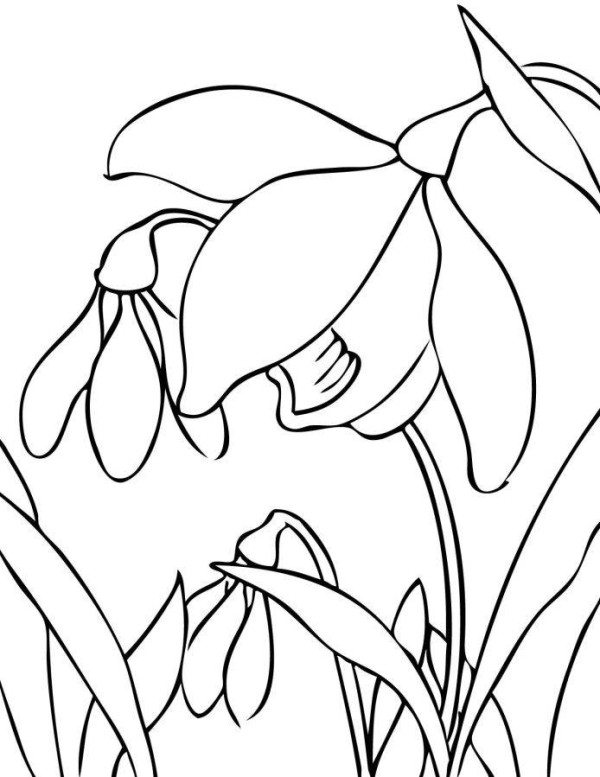 600x777 Printable Spring Flower Coloring Pages