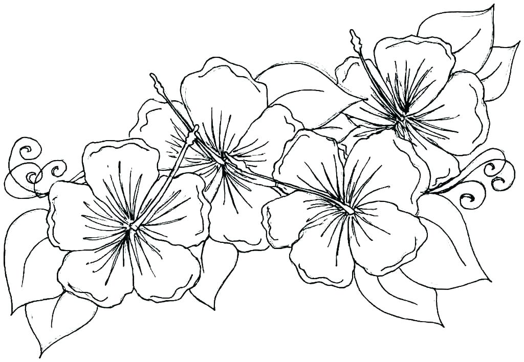 1024x708 Spring Flower Coloring Pages