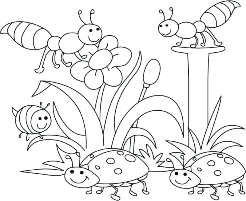 800x654 Free Spring Coloring Pages For Adults Sheets Printable Springtime