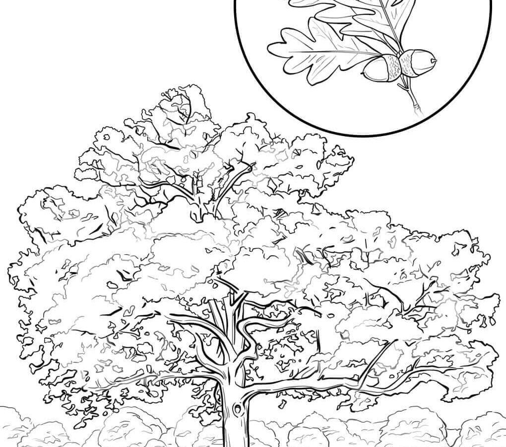 Spring Tree Coloring Page at GetDrawings.com | Free for personal use