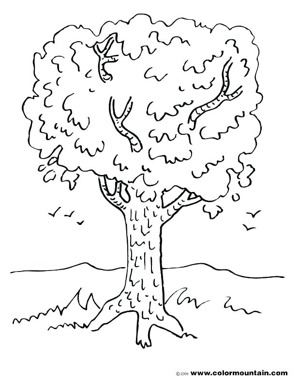 618x788 Tree Color Page Coloring Pages Of Trees And Spring Tree Coloring