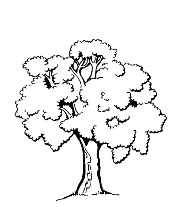 562x686 Tree Colouring Page Spring Tree Colouring Page Tree Coloring