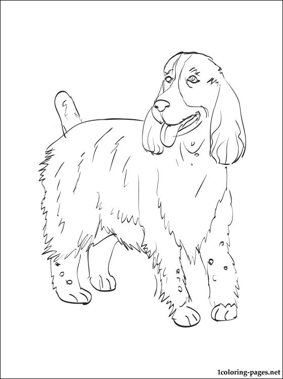 560x750 English Springer Spaniel Coloring Pages