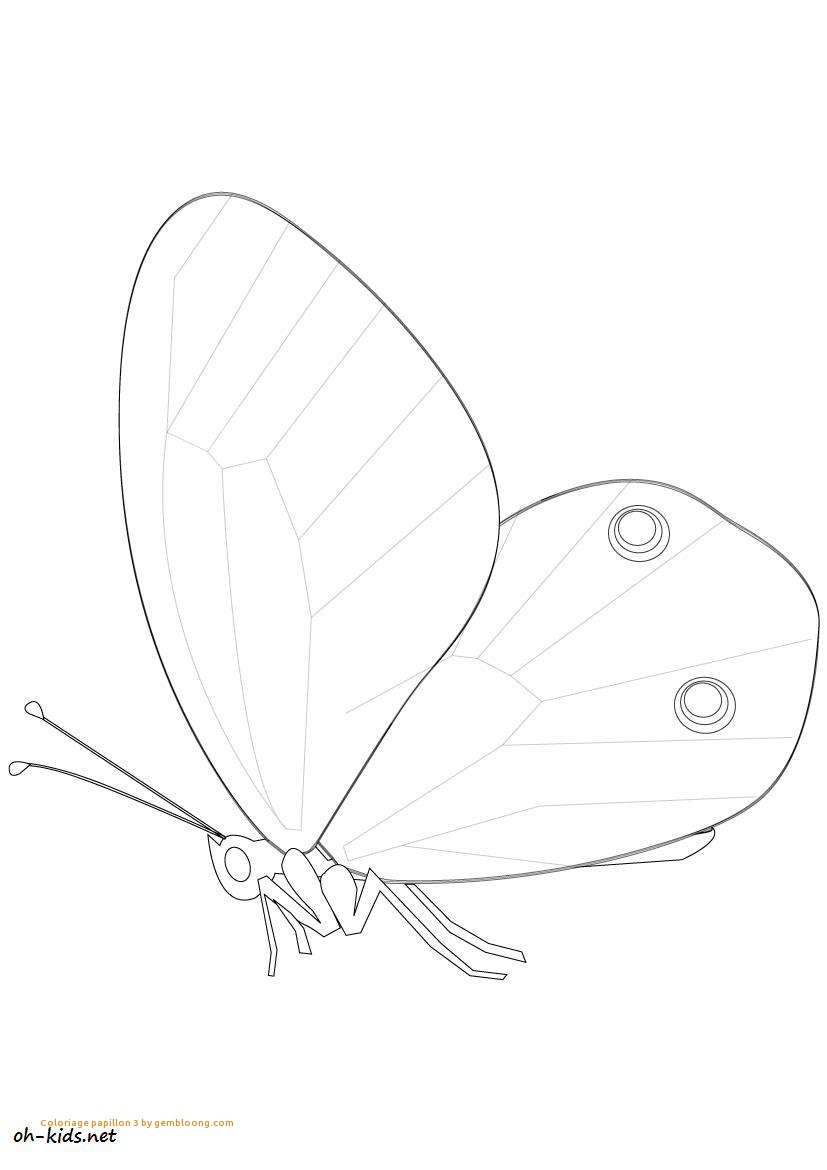 827x1170 English Springer Spaniel Dog Breed Information American Elegant