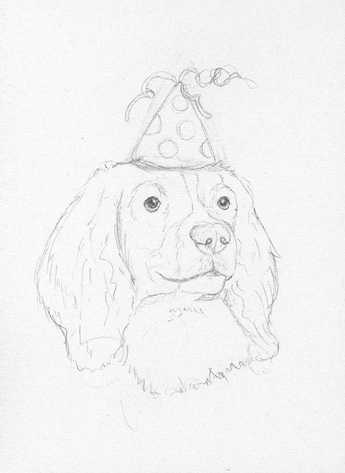 701x960 Springer Spaniel Birthday Sketch
