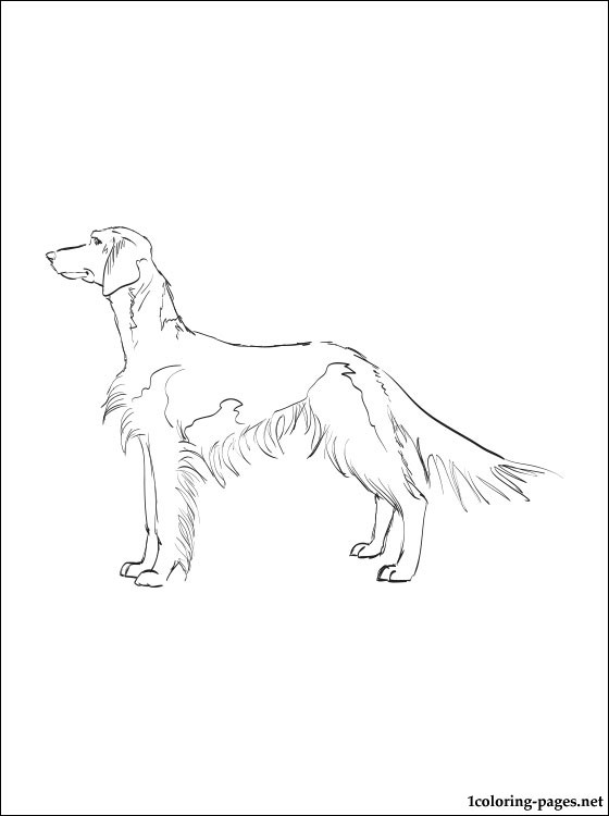 560x750 Welsh Springer Spaniel Coloring Page Coloring Pages