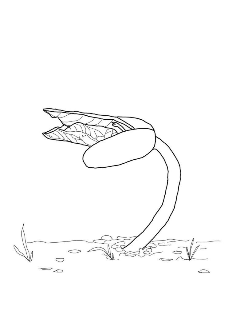 768x1024 Vegetable Bean Sprout Coloring Page