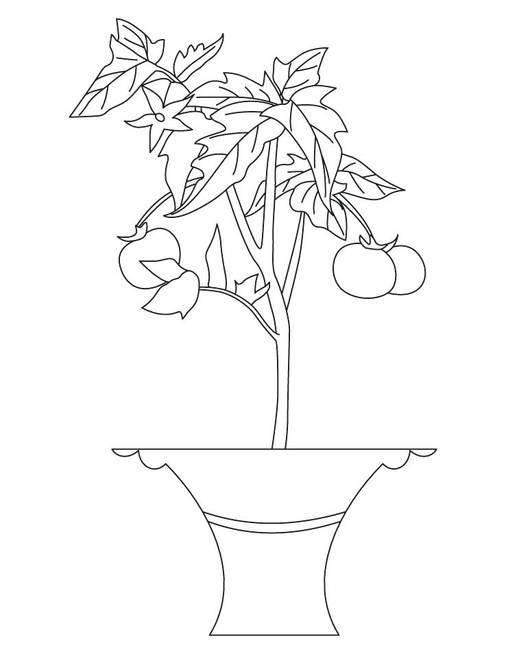 738x954 Squash Coloring Page Coloring Pages Pumpkin Color Pages Pumpkin