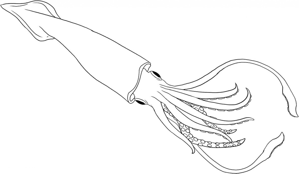 1200x701 Squid Coloring Pages Coloring Pages