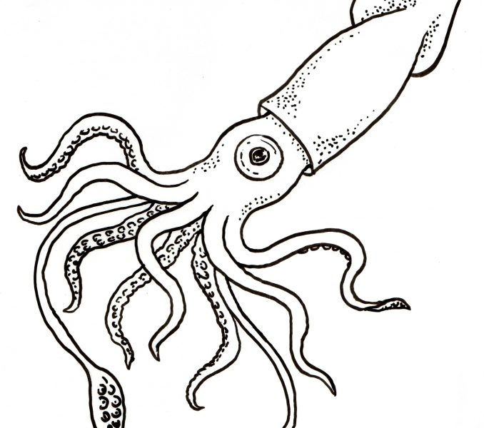 678x600 Squid Coloring Pages Printable