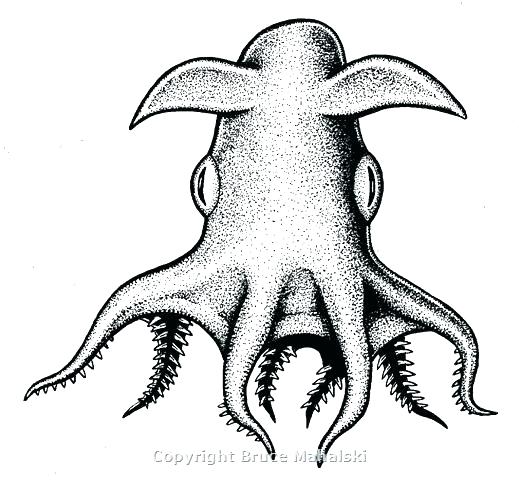 519x480 Squid Coloring Pages Squid Coloring Page Drawn Squid Vampire Squid