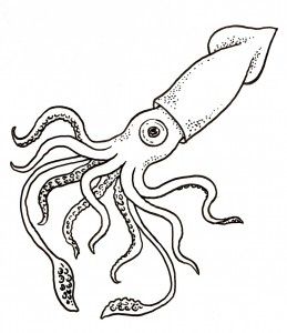 259x300 Giant Squid Color Page Coloring Pages Giant Squid