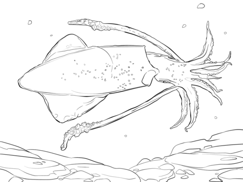 480x360 Giant Squid Coloring Pages Squid Coloring Pages Free Coloring