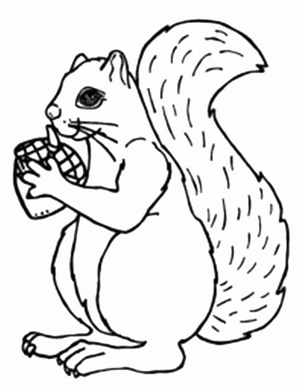 Squirrel Coloring Page at GetDrawings | Free download