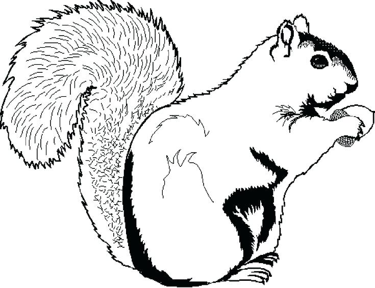 Squirrel Coloring Page at GetDrawings | Free download