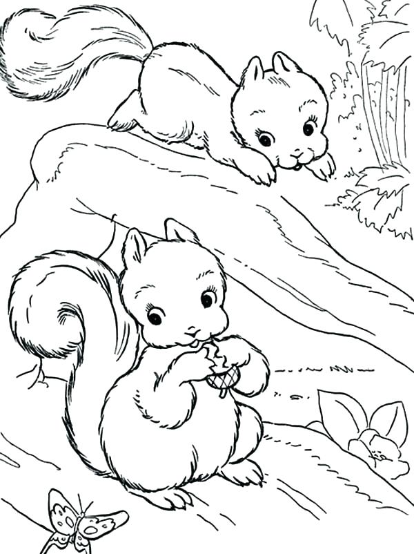 600x802 Coloring Page Squirrel