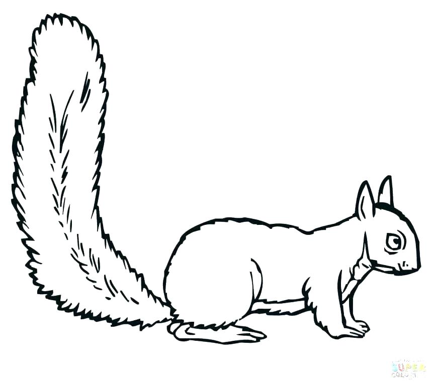863x771 Squirrel Coloring Page Squirrel Coloring Page Squirrels Pages Free