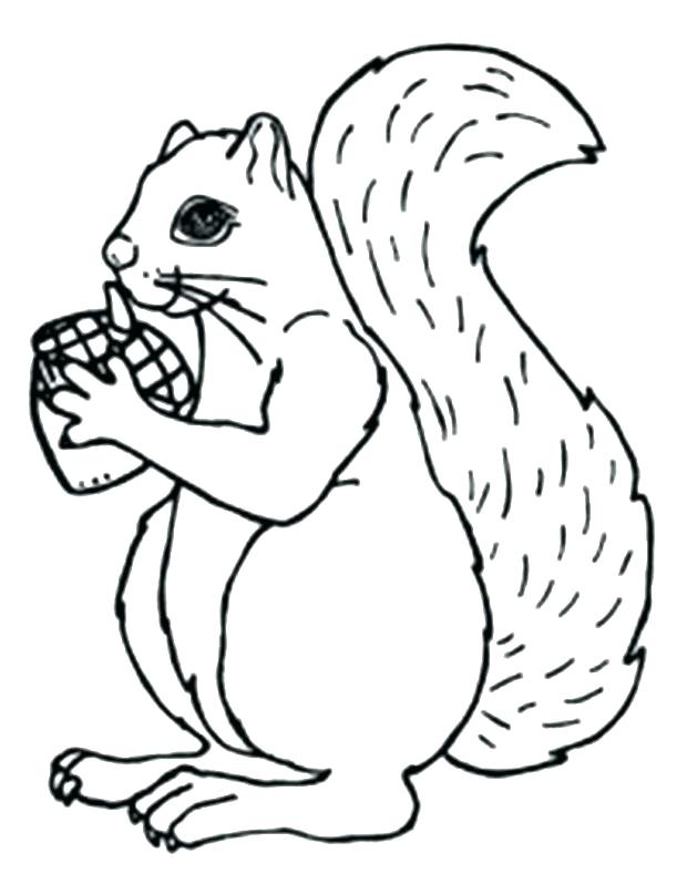 620x798 Acorn Coloring Pages