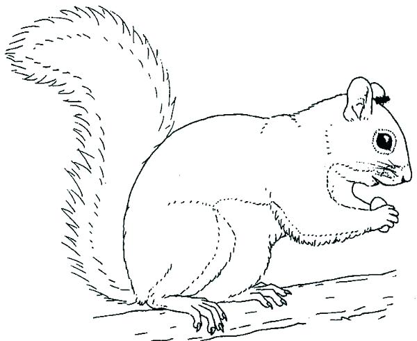 600x490 Flying Squirrel Coloring Page Coloring Pages Squirrel Respond Us