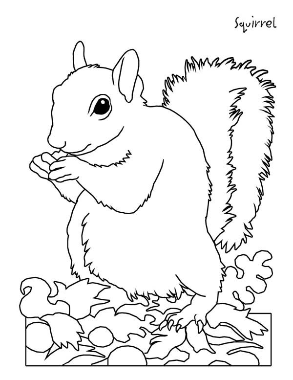 600x777 Picture Of Squirrel Coloring Page