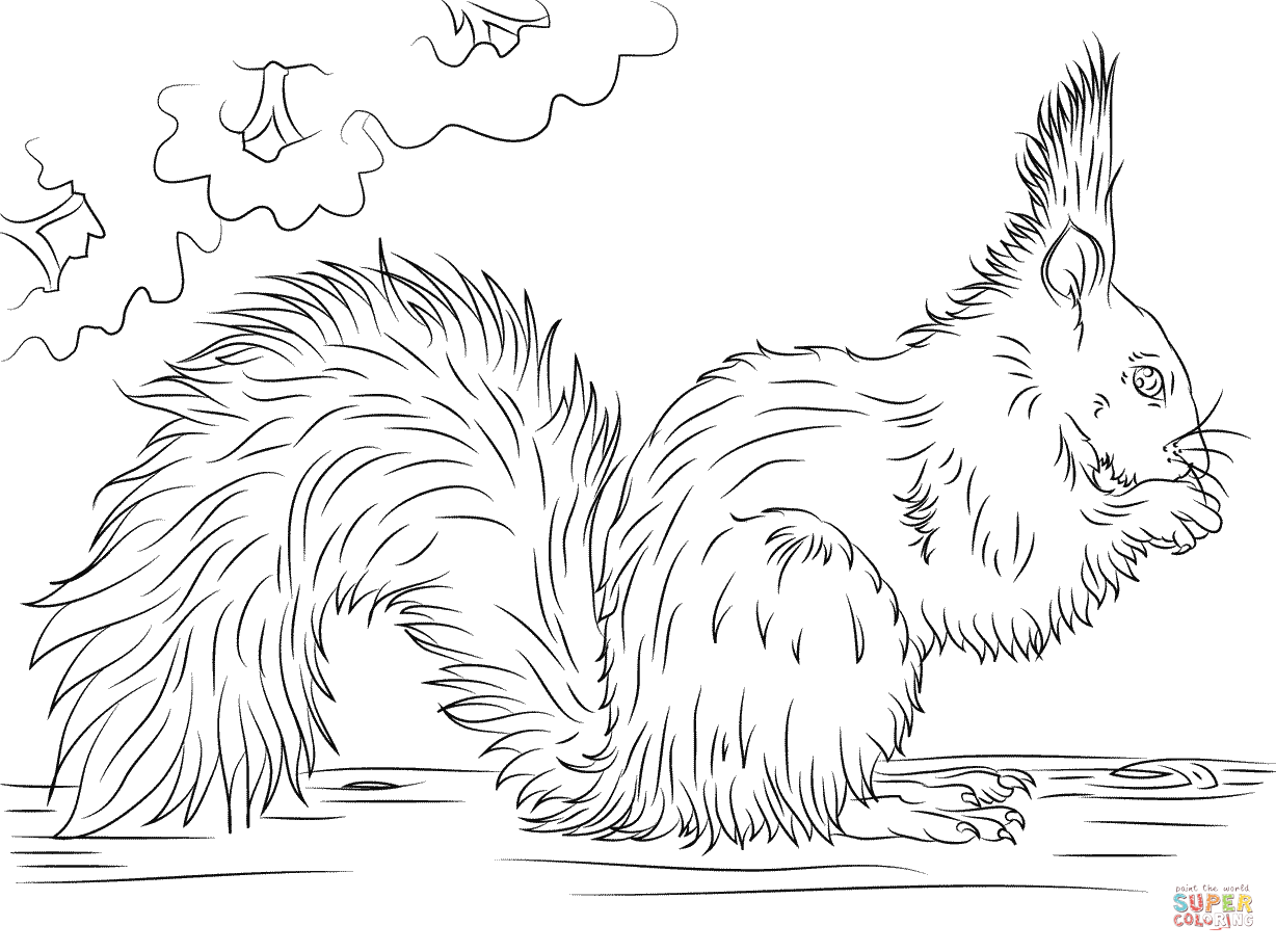 1228x916 Refundable Squirrel Coloring Pages Squirrels F