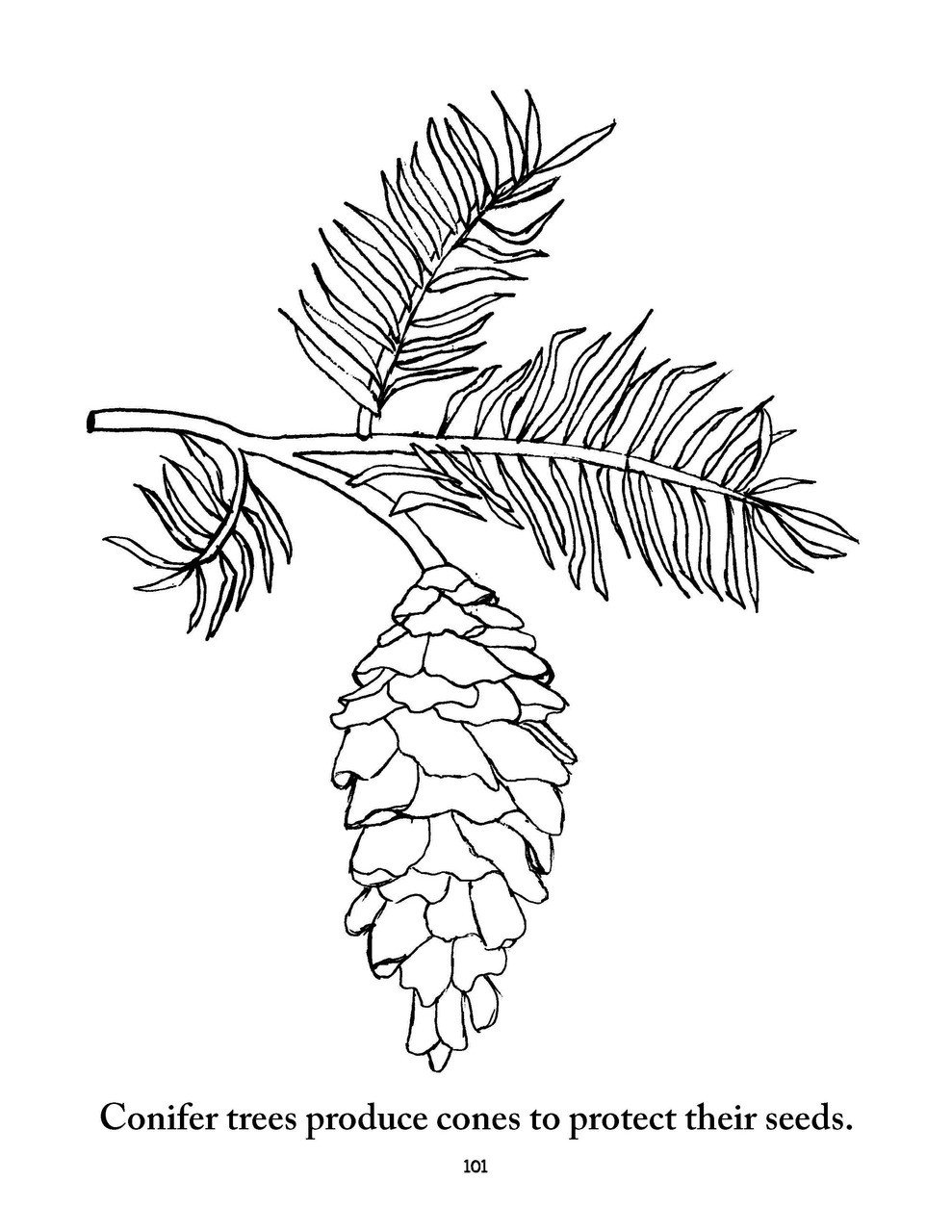 989x1280 Biology Coloring Pages