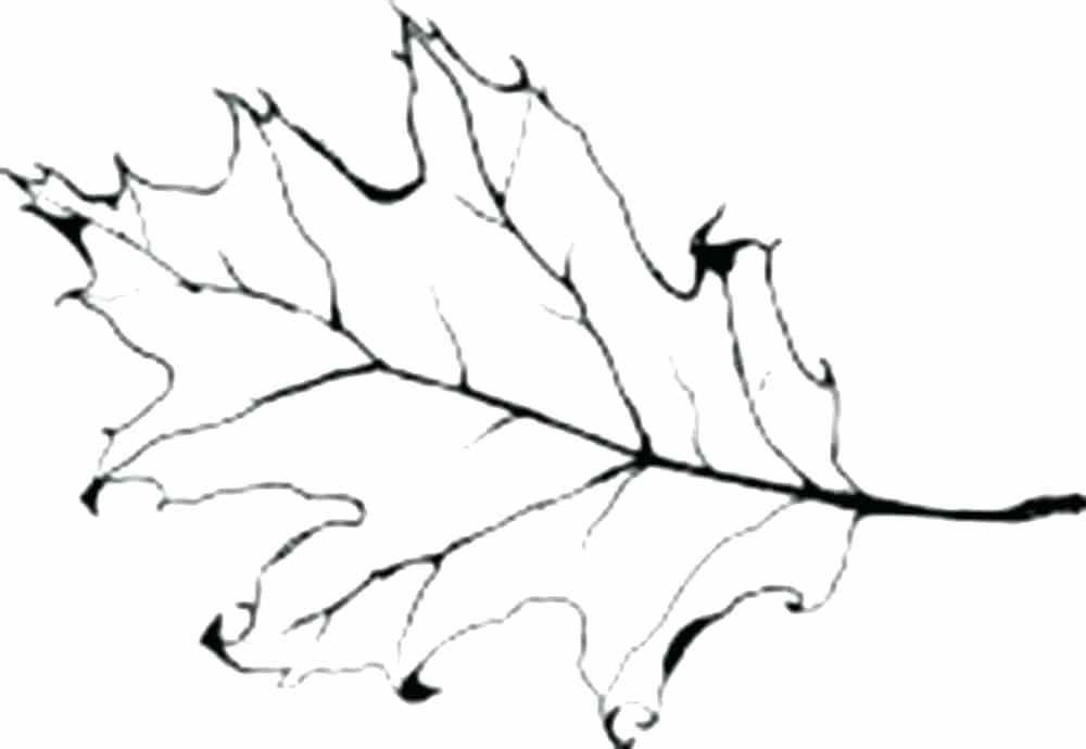1000x690 Oak Leaf Coloring Page Leaves Coloring Pages Printable Oak Leaf