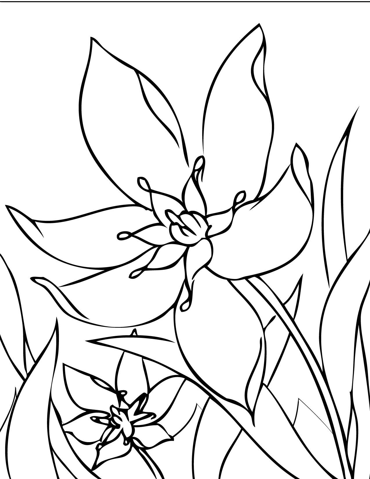 1275x1650 Star Of Bethlehem Coloring Page