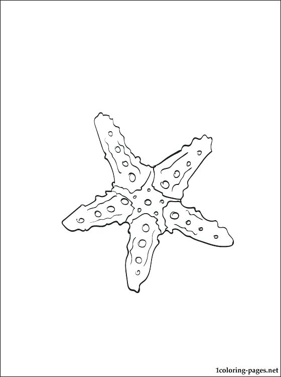 560x750 Sea Star Coloring Page Starfish Coloring Page For Kids Sea Star