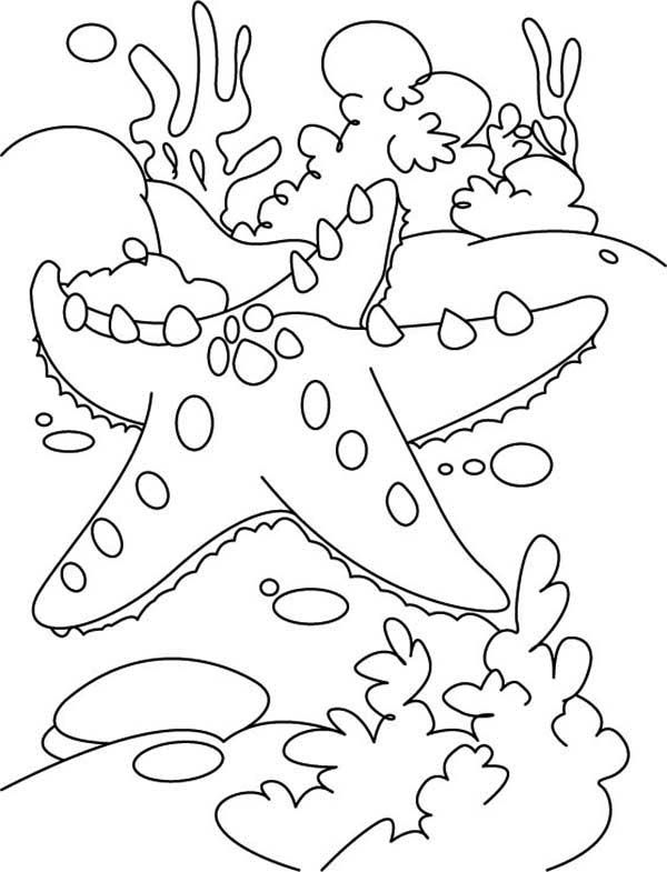 600x785 Free Coloring Pages Of Coral Sea Shells Mosaics