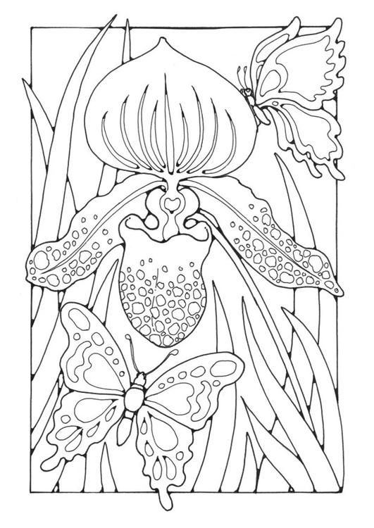531x750 Lily With Butterflies Colouring Page Free Edupics